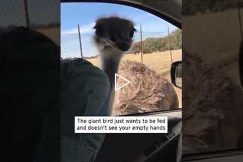Ostrich Bites Man Who Pretends to Have Food #Shorts