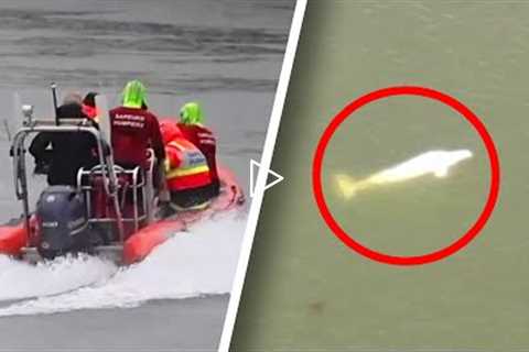 Lost Beluga Whale Swims Up Seine River