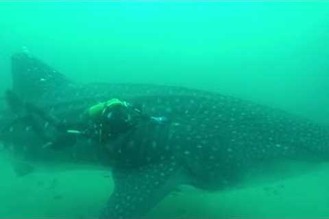 Massive Whale Shark Gets Trapped in Tuna Net