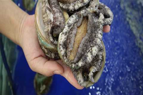 Why are abalones are so cheap while the some canned abalone are so expensive in Singapore?