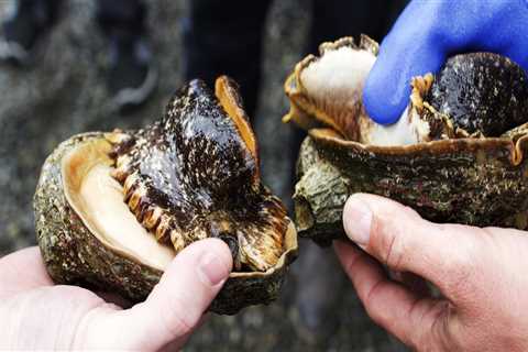 Where does the best abalone come from?