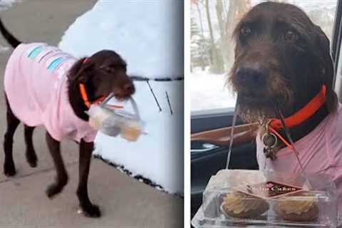 How Tess Became a Bakery Delivery Dog