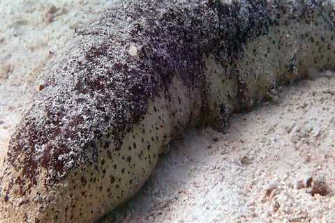 How long do sea cucumbers last?