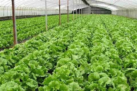 Learn How to Become an Organic Farmer Through a Training Program