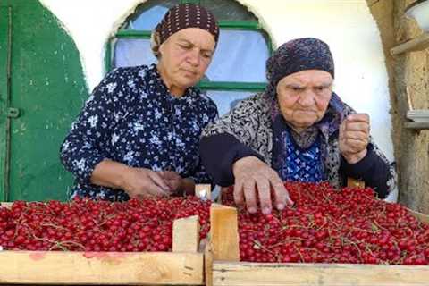 Picking 33 lb of Red Currant and Making Currant Jelly and Pie with Grandma