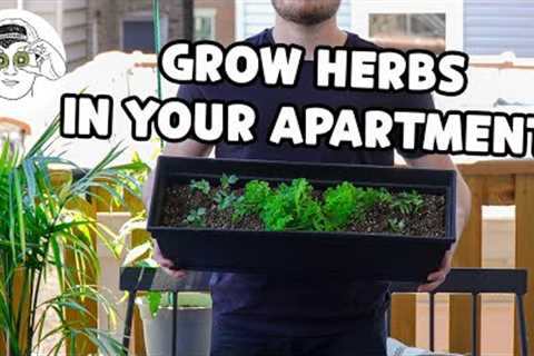 How to Easily Grow Your Own Cooking Herbs