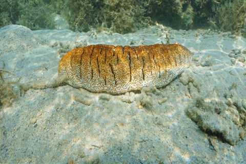 Do Sea Cucumbers Clean the Ocean? An Expert's Perspective