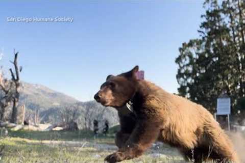 Orphaned Bears Return to the Wild