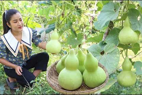 3 Months pregnant mom harvest cute bottle gourd for cooking - Cooking with Sreypov