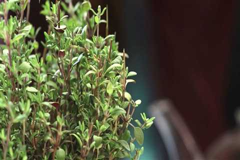 Thyme: An Overview