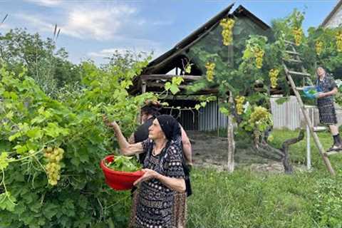 Harvesting Grape Leaves and Making Delicious Dolma Recipe