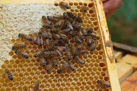 Honeybee Hives Have 2nd Highest Death Rate on Record: Study