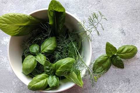 BASIL - COOKING HERBS