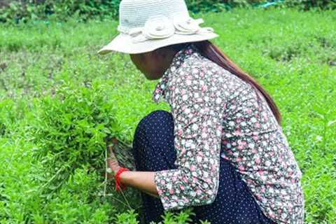 Harvest Rice paddy herbs in my homeland and cooking beef with rice paddy herb - RatanakNiky