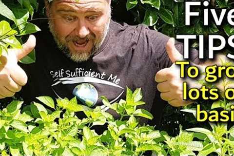 5 Tips How to Grow a Ton of Basil in One Container or Garden Bed