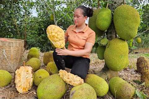 Harvest Jackfruit Orchards  market to sell - Cook pumpkin food for pigs - Lý Thị Ca