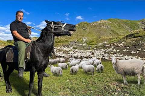 One Incredible Day Of An Azerbaijani Shepherd In The Mountains! Find Out This Wonderful Feeling