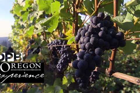 How Oregon changed the world of wine | Oregon Experience | OPB