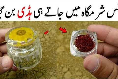 Saffron Recipe By Dr Bijli | Delicious & Healthiest Recipe | زعفران کے فائدے