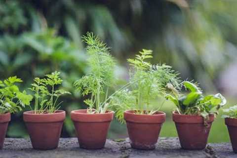 Let''s Get Growing Herbs