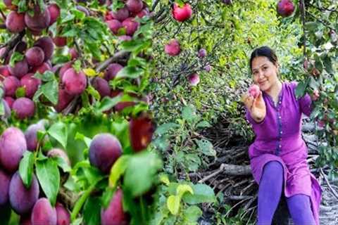 || Picking Plums ( Plum Pudhina Chutney Recipe) In Kinnaur HP ||