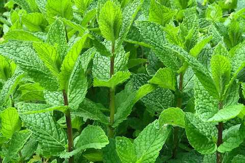 Mint - Refreshing Herb for Culinary Adventures!