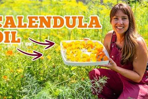 Watch What Happens When You Soak This Herb in Oil | Homemade Calendula Oil