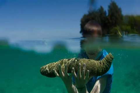 The Health Benefits of Eating Sea Cucumber