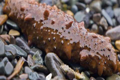 Can You Pick Up a Sea Cucumber? An Expert's Guide