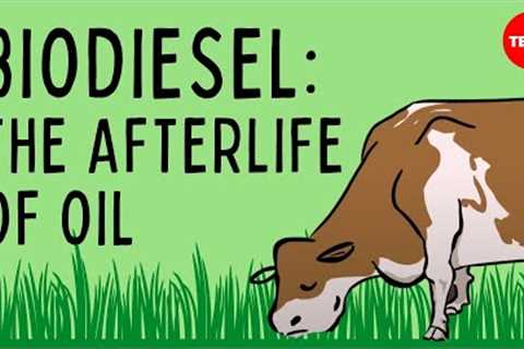 Biodiesel: The afterlife of oil - Natascia Radice