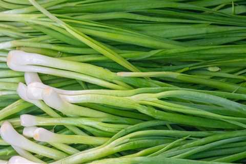 All About Scallions