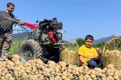 HARVESTING POTATOES IN THE VILLAGE! DOZENS OF RECIPES WITH POTATO! COOKING BEST VEGAN MEALS