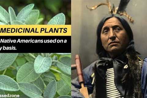 30 Medicinal Plants The Native Americans Used On a Daily Basis | Blissed Zone