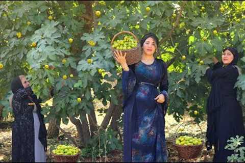 Harvesting fresh figs in the village and making jam for winter