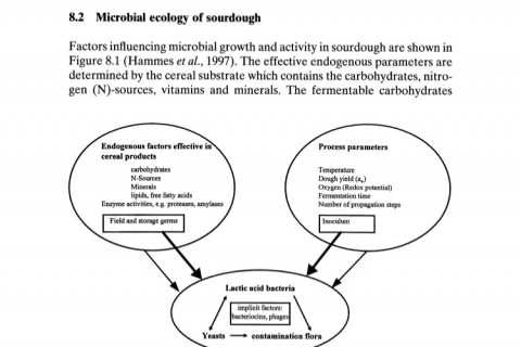 From: Microbiology of Fermented Foods 🤓