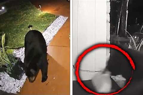 Hungry Black Bear Steals Family’s Taco Bell Delivery Order