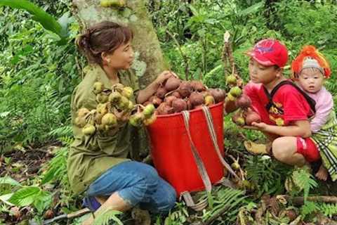 FULL VIDEO:Harvesting fruit_ living with nature_ the life of a single mother_Lý Thị Xuân single mom