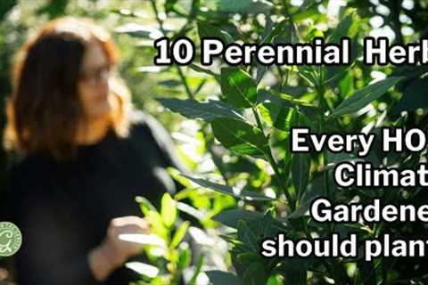 10 HERBS Every Gardener in a Hot Climate Should Grow: Plus Tips to Help Them Thrive