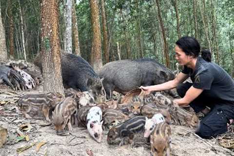 The sow continues to give birth, Happy to decide to get rich from raising pigs , Vàng Hoa