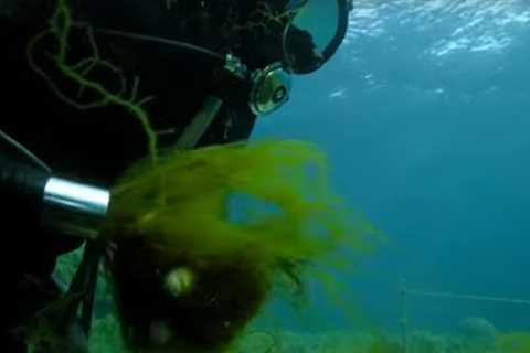 Sucking Up Seaweed? | Wild Japan | BBC Earth