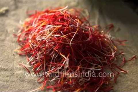 Strands of saffron stamens - more precious than gold