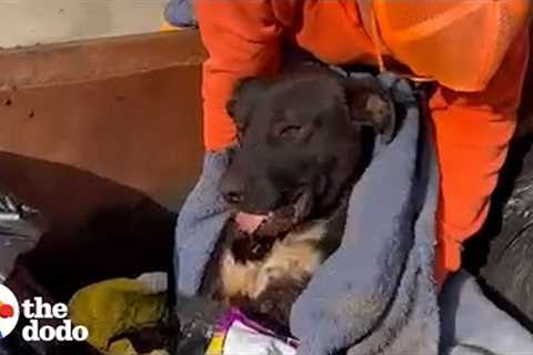 Police Officer Spots Abandoned Dog In Dumpster | The Dodo