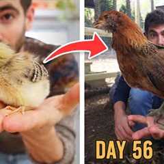 The Ultimate 8 Week Guide to Raising Chicks 🐣→🐓