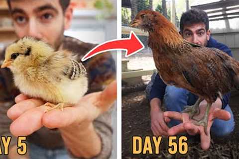 The Ultimate 8 Week Guide to Raising Chicks 🐣→🐓